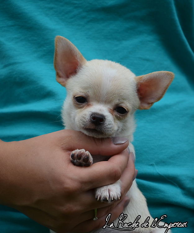 Gianduja x Goldy des Patibullies DSC_0252_zpsb9c8a143