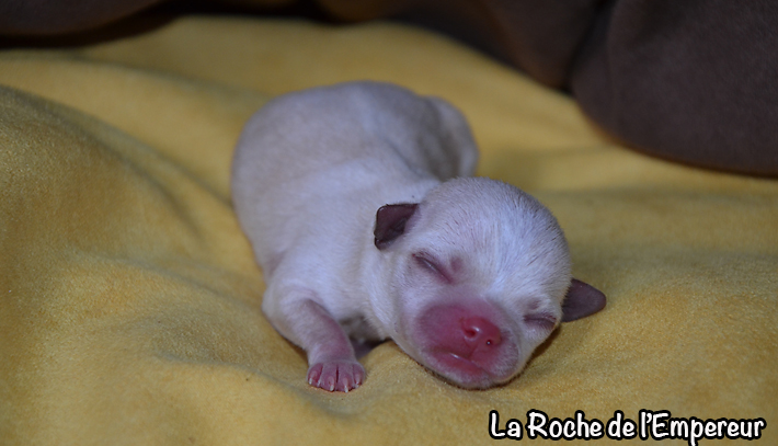 Gianduja x Goldy des Patibullies DSC_0292_zpse225646a