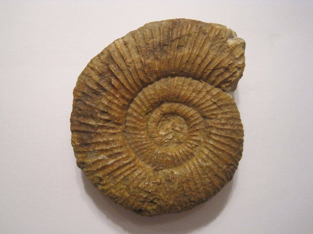 Perisphinctes (Dichotomoceras) stenocycloides 11147577_689567991187853_8444918060398988701_o_zpsmyums20u