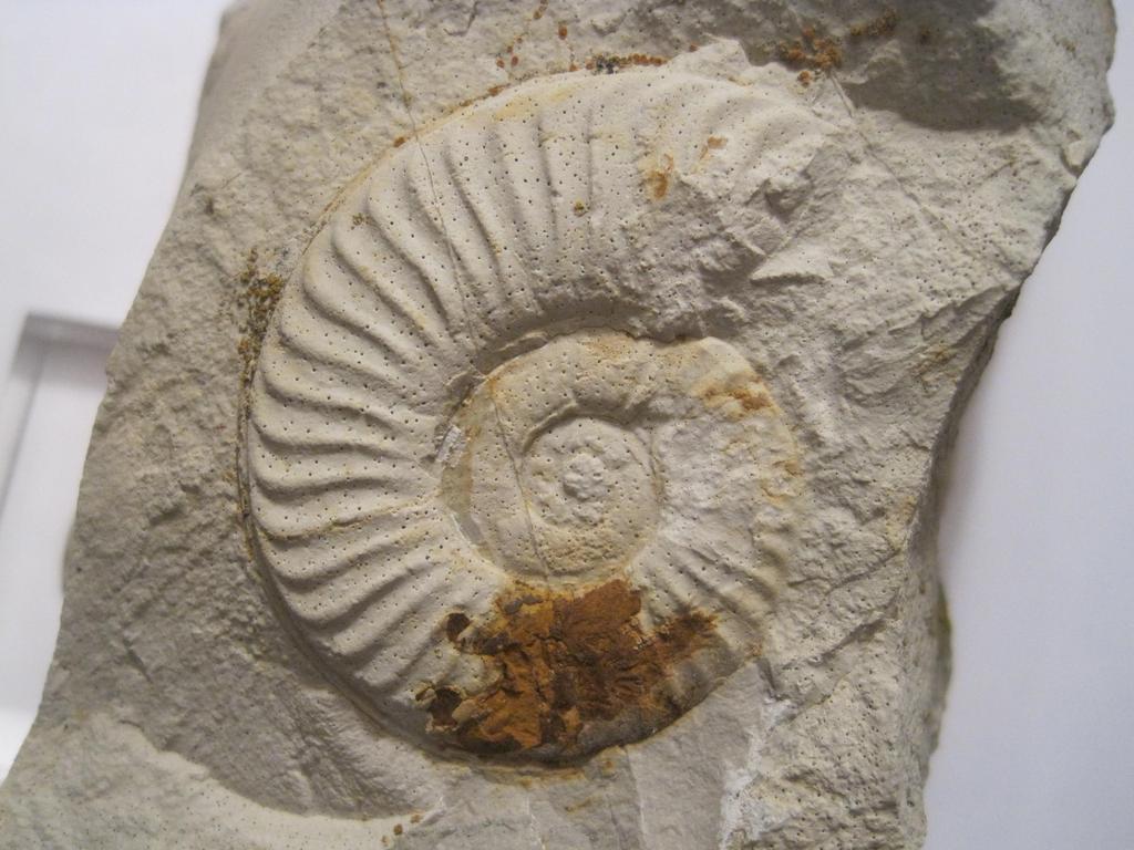 ¿''Heridas'' en ammonites? IMG_5678_zpsem2kebfz