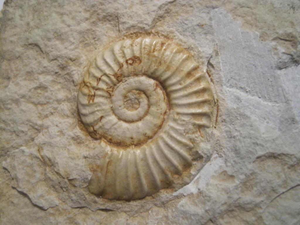 ¿''Heridas'' en ammonites? IMG_5810_zpsnktssjoe