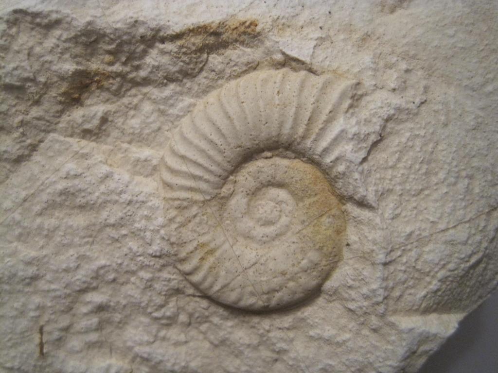 ¿''Heridas'' en ammonites? IMG_5811_zps1rljqtr0