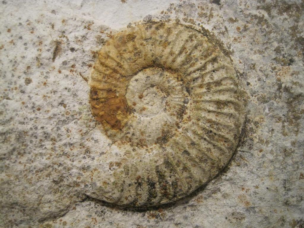 ¿''Heridas'' en ammonites? IMG_5828_zpsow1ryczi