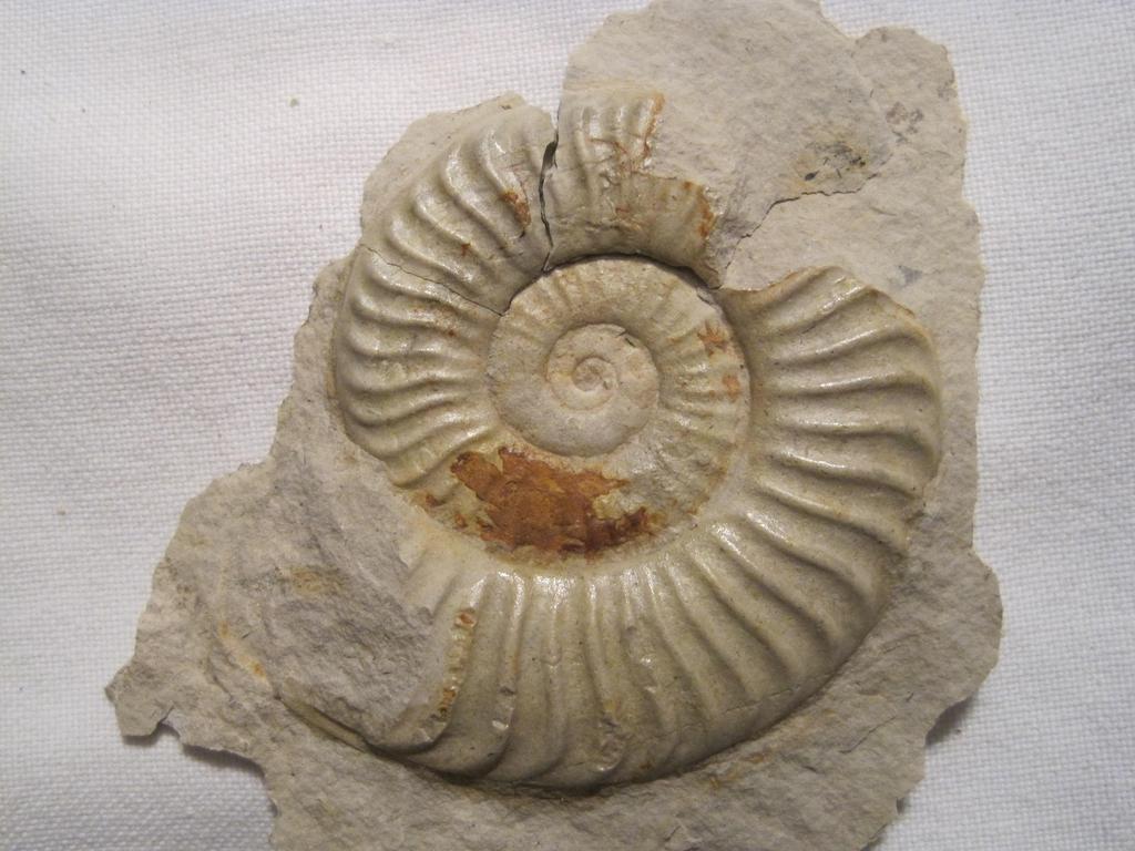 ¿''Heridas'' en ammonites? IMG_5829_zpszhuhrgkn