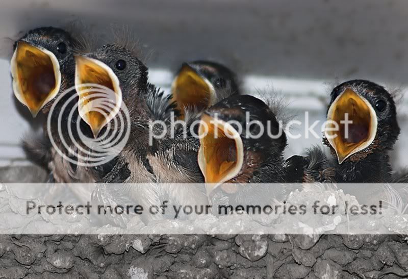     :   :  Study for a bedtime story : Photos of Birds  The_Quintet