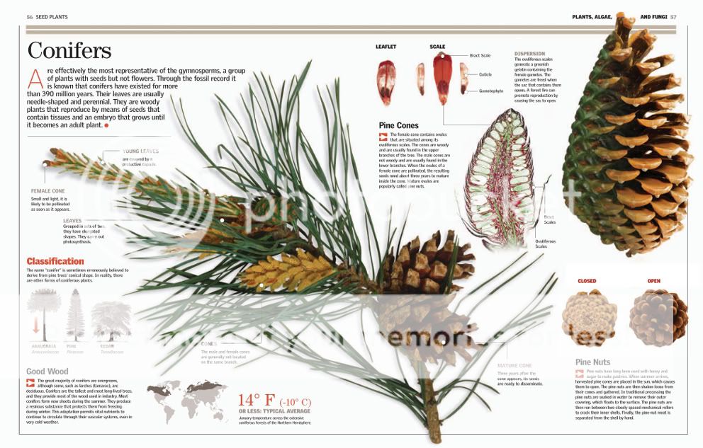 Britannica Illustrated Science Library 2009 : VI. Plants, Algae and Fungi PlantsAlgaeandFungi5