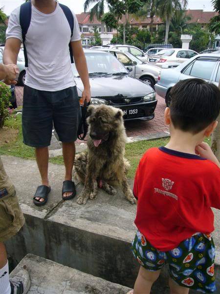 Malaysia Dog Olympic Day 2008 - Page 5 P1040526Medium