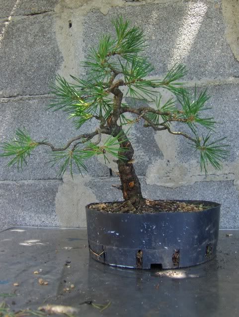 Pinus sylvestris HPIM4505