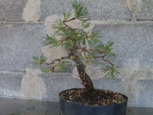 Pinus sylvestris PICT0006