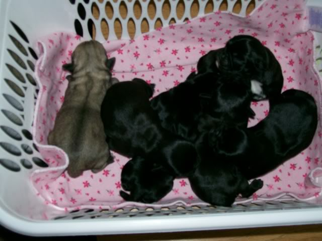 HB to Ricky and Lucy's Litter June 10, 2010 PICTURE added :) 000_0004-27