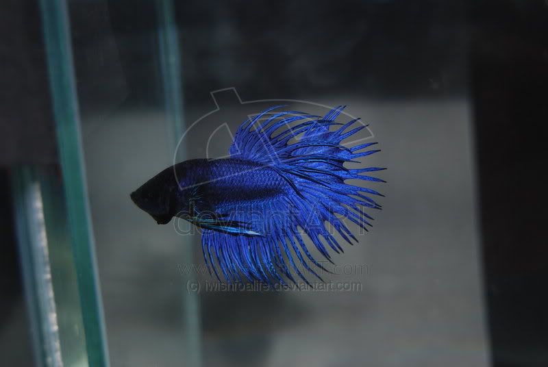 BETTAS - PUBLIQUEN SUS FOTOS DE SUS BETTAS   ( by Jechs ) - Página 2 Royal_blue_crown_tail_by_iwishfoalife