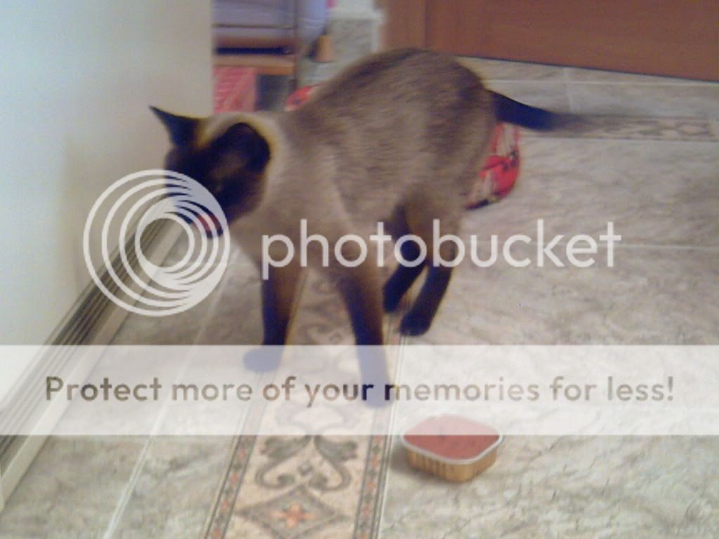 fotos de vuestros gatos PICT0027