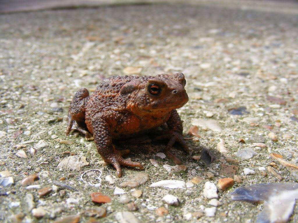 First Herp of the year (Field Herping) 13thApr0916