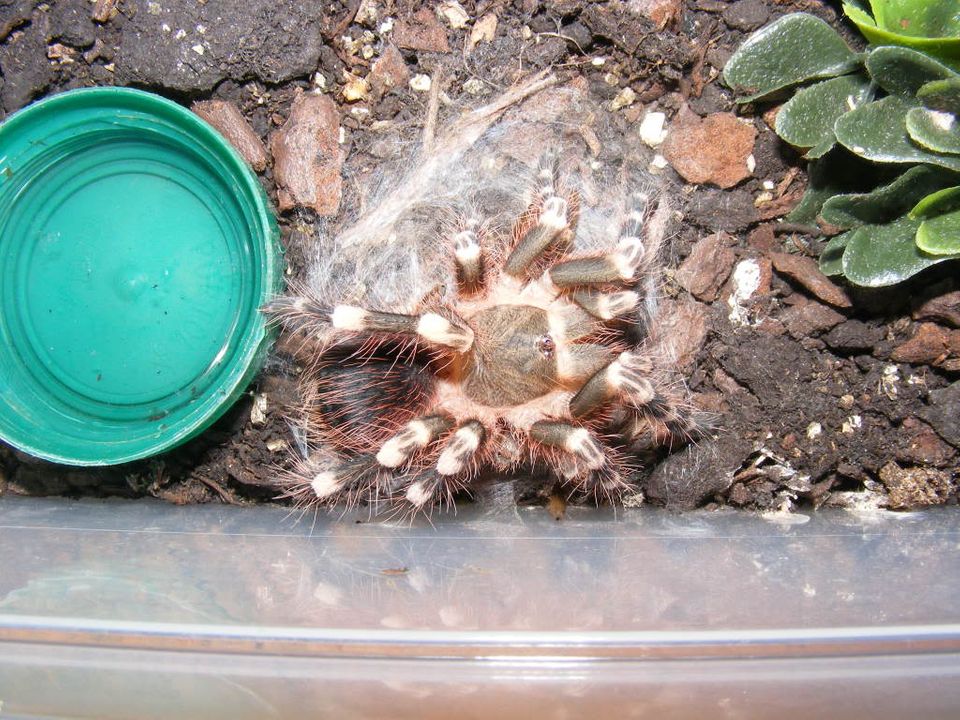 Acanthoscurria geniculata is on her back 29thMarch092