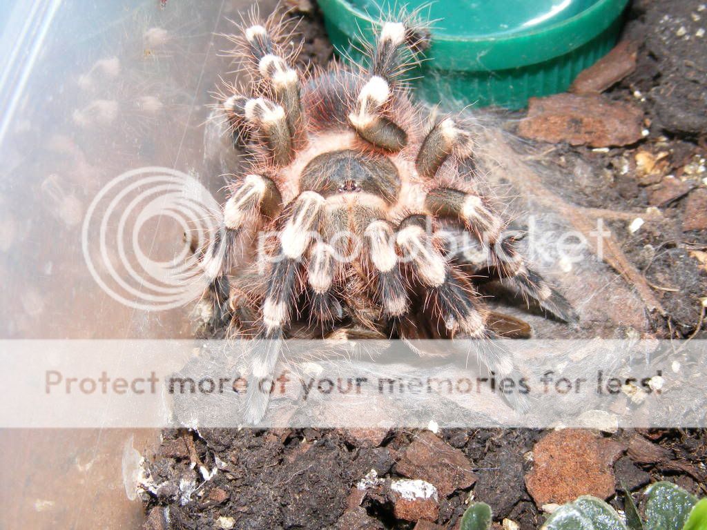 Acanthoscurria geniculata is on her back 29thMarch093