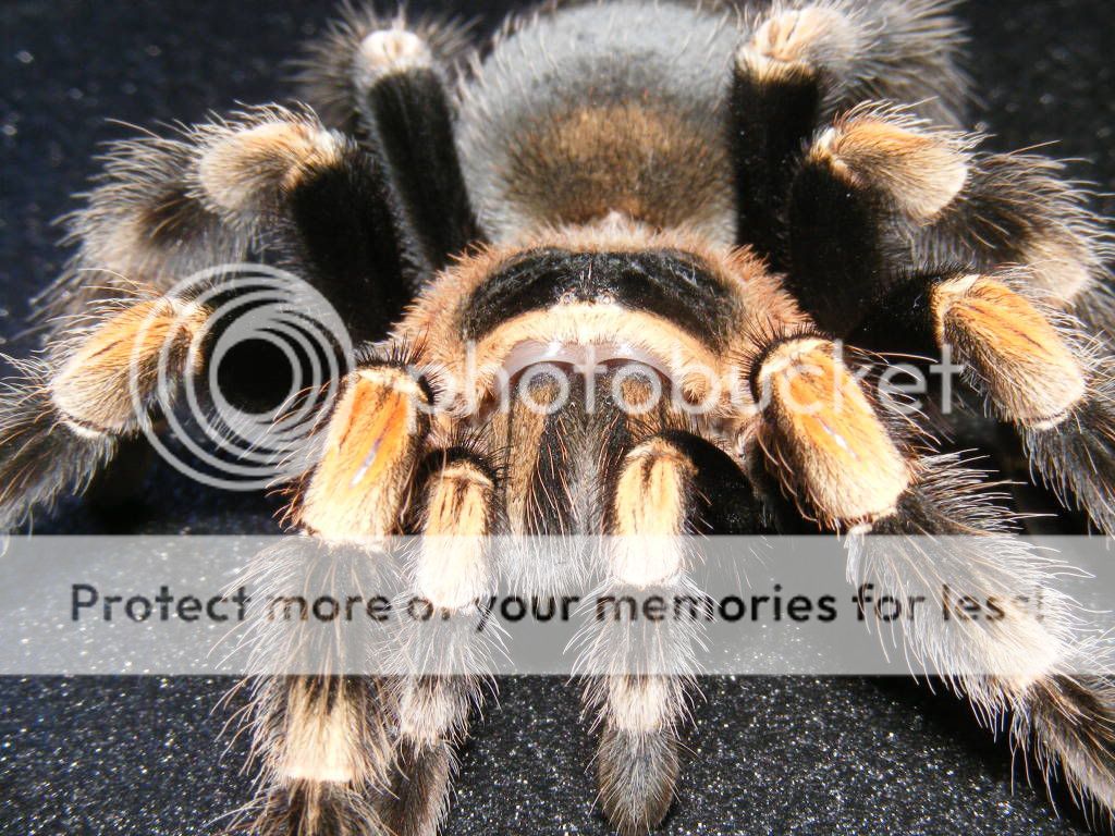 B.smithi photoshoot 7thApr097