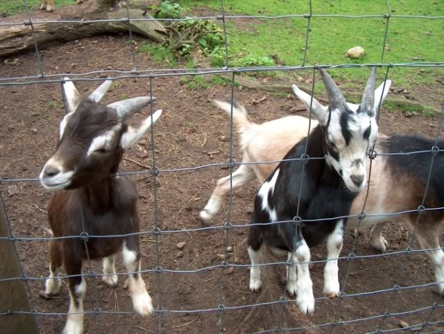 Besuch im Wildfreigehege Saerbeck Wildfreigehege008-1