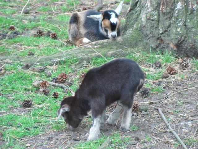 Besuch im Wildfreigehege Saerbeck Wildfreigehege011-1