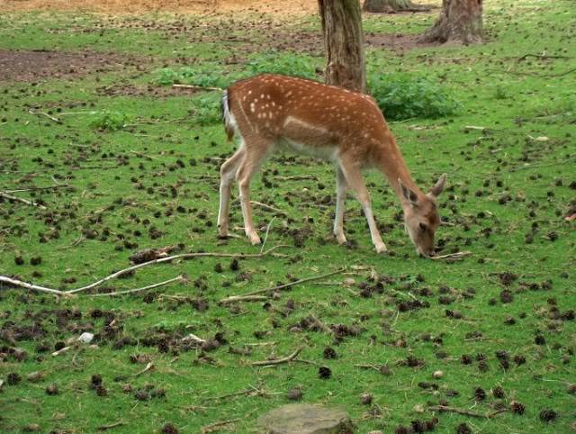 Besuch im Wildfreigehege Saerbeck Wildfreigehege018-1