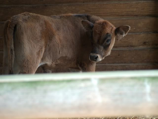 Besuch im Wildfreigehege Saerbeck Wildfreigehege021-1