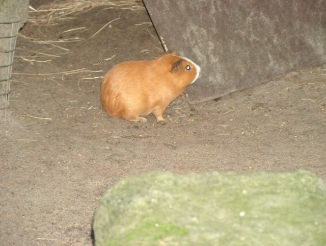 Besuch im Wildfreigehege Saerbeck Wildfreigehege043