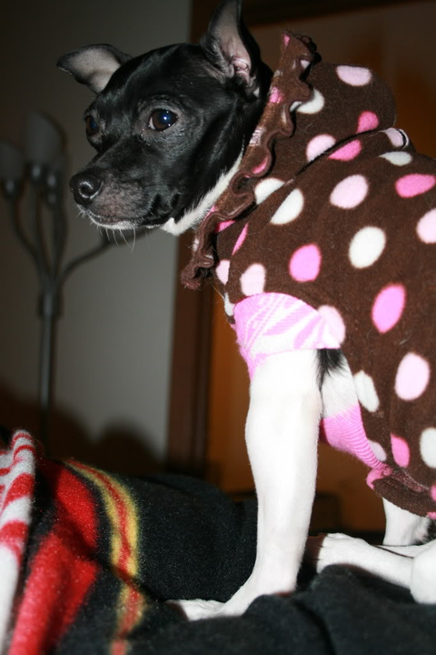 Meet Zoie the Chihuahua IMG_4169