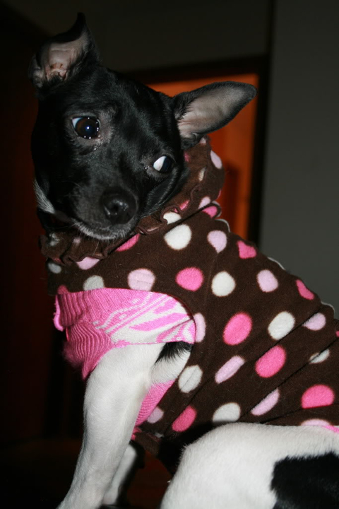 Meet Zoie the Chihuahua IMG_4177