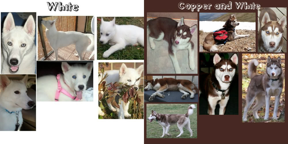 **The Colors of the Siberian Husky!** Copper-1