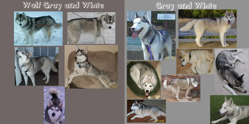 **The Colors of the Siberian Husky!** Grayandwhite-2