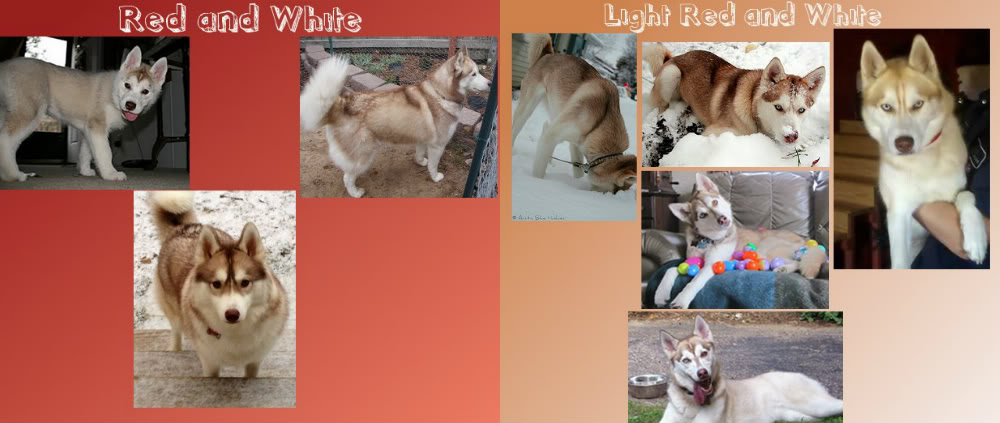 **The Colors of the Siberian Husky!** Lightred-2