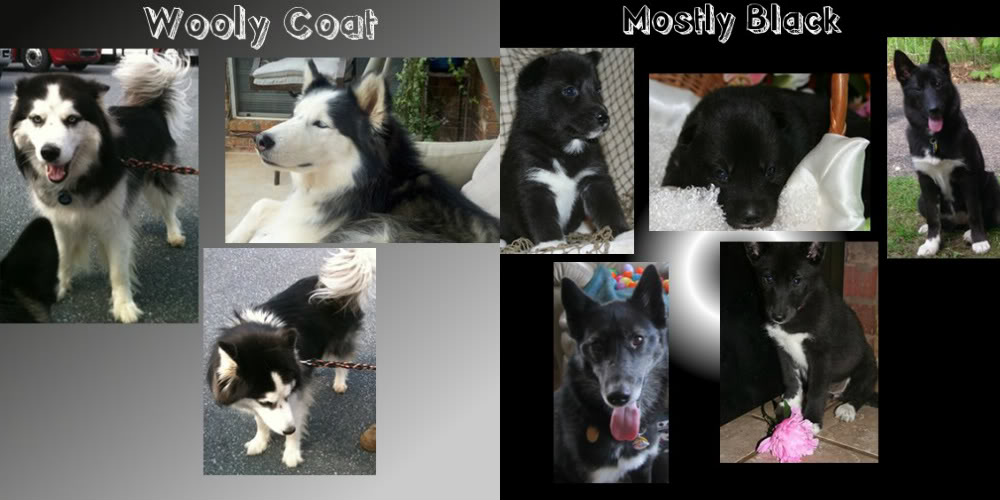 **The Colors of the Siberian Husky!** Mostlyblack-1