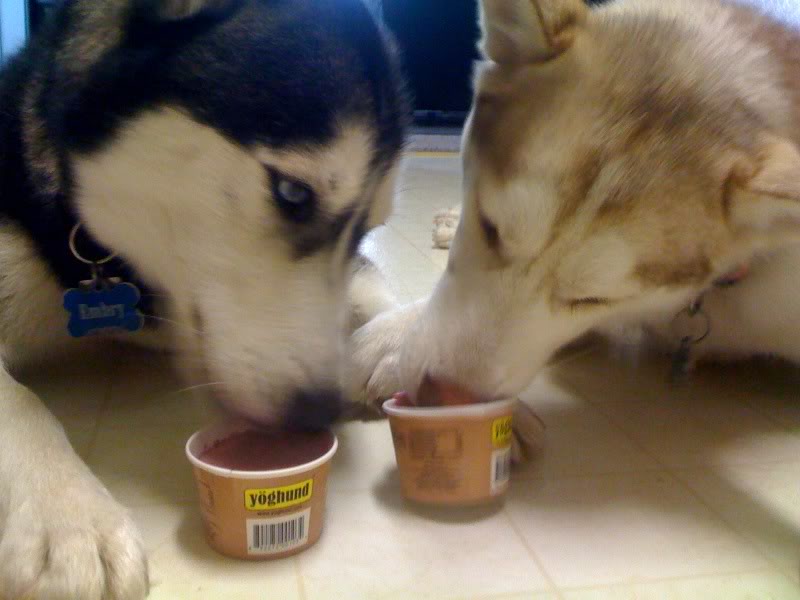 Mmm Yoghund! Photo41