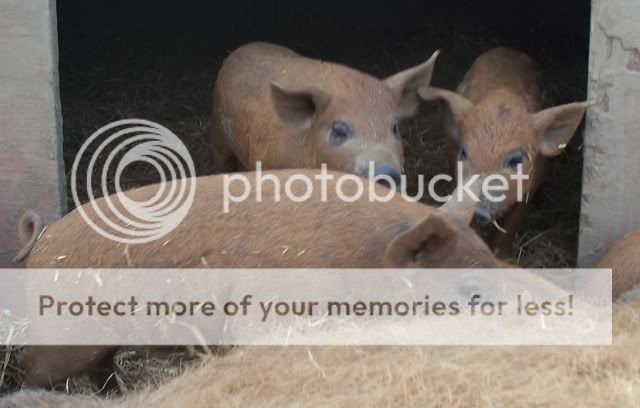 Pure red mangalitza's for sale Redmangies