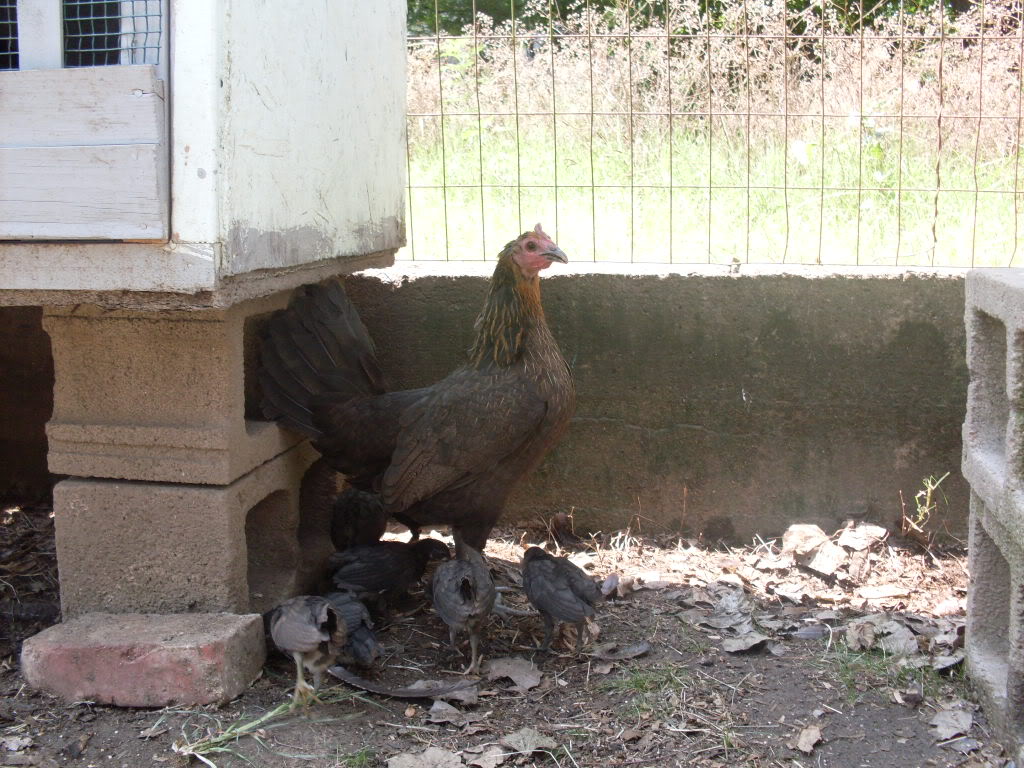 Gallinas madres SDC10861