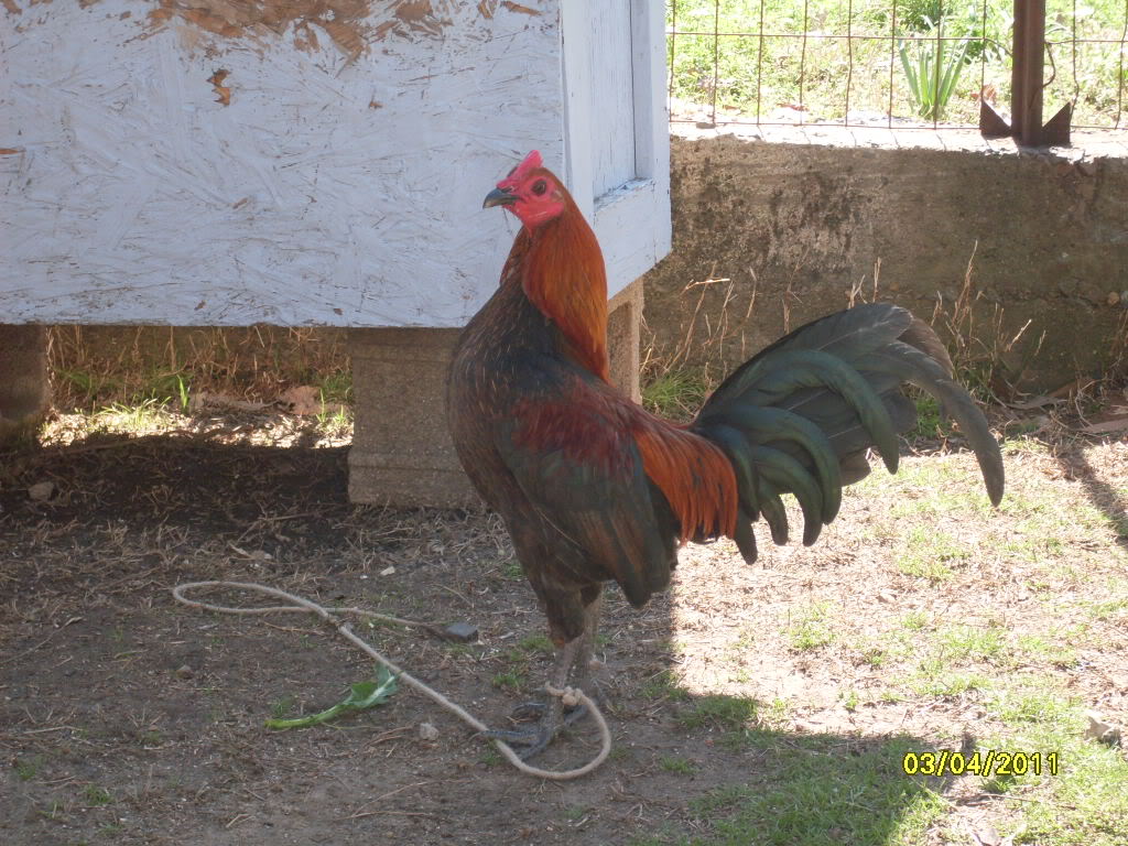 gallos - compro huevos o parejas de gallos ingleses antiguos en cadiz o españoles a buen precio SDC13245