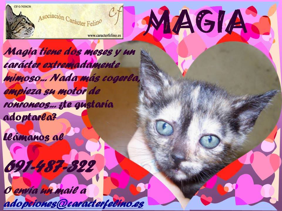 Magia, dos meses de belleza (Asturias) CartelMagia