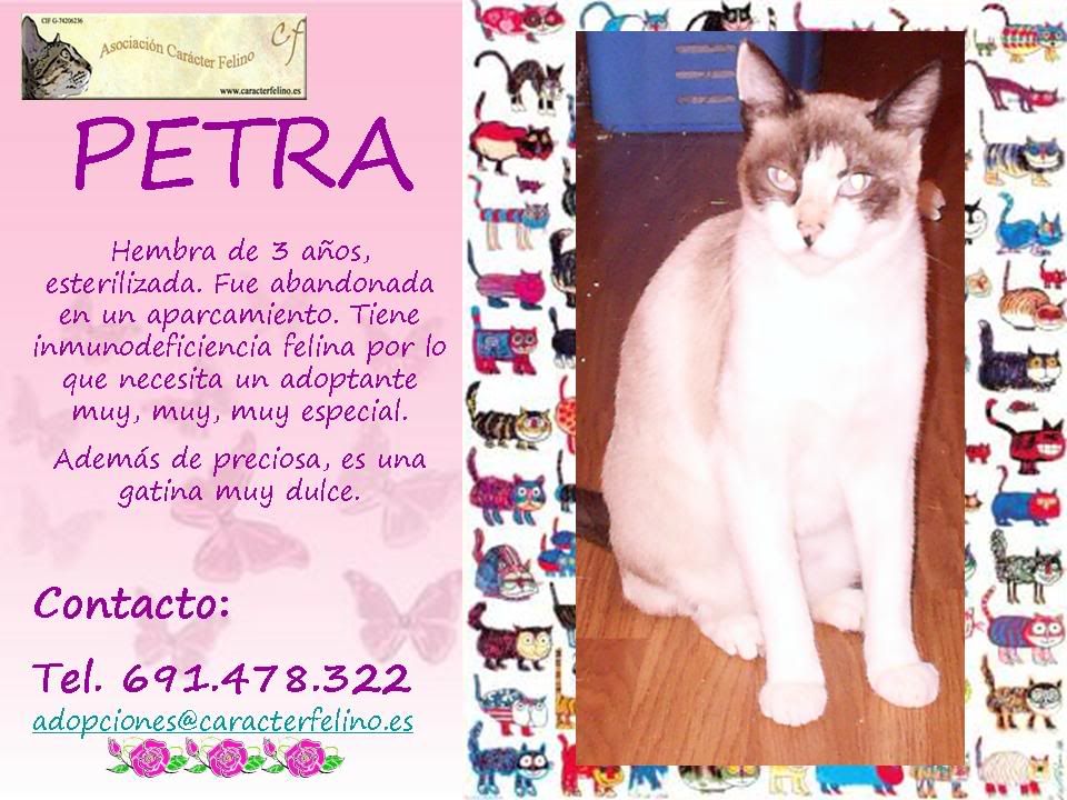 PETRA, preciosa y adorable en busca de hogar ASTURIAS Cartel_Petra