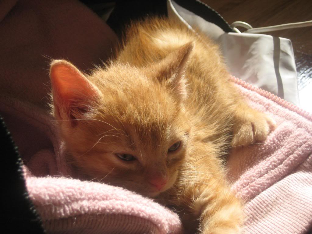 Montu, gatín bebé en adopción - CF (Pamplona) Gato2