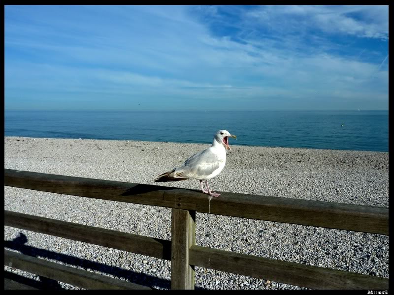 Mouettes alsaciennes Mouettebecouvert