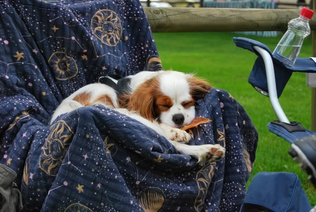 Cavalier King Charles Spaniel - Page 2 D605o488