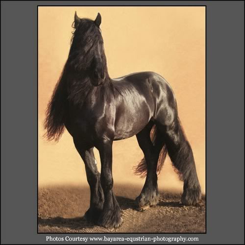 Friesian's Most beautiful Friesians 10