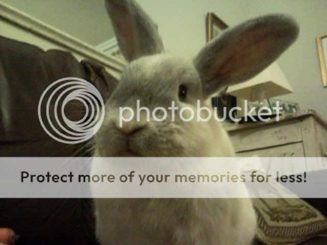 Ghostie Photo Shoot BunPig036