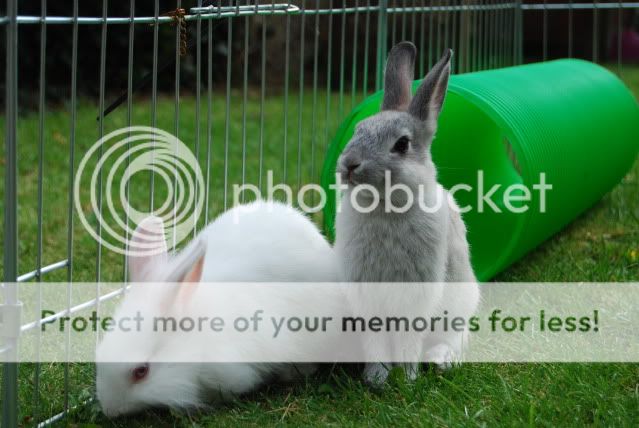 My Stunning Foster Bunnies Darlingzzz128