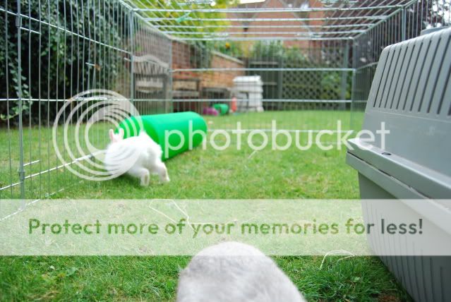 My Stunning Foster Bunnies Darlingzzz150