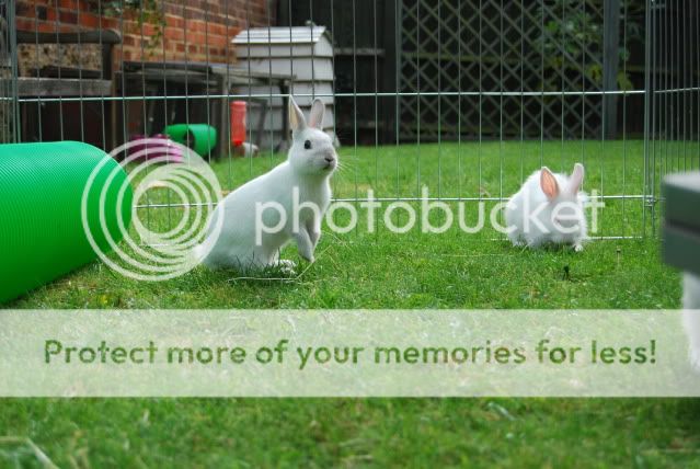 My Stunning Foster Bunnies Darlingzzz159