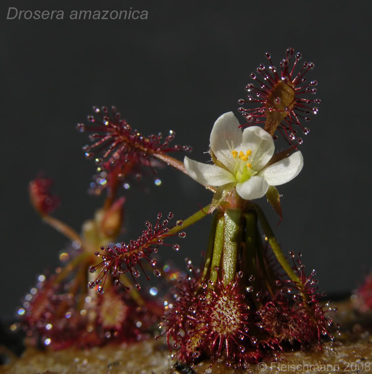 Nova espécie: Drosera amazonica Damazonica_01