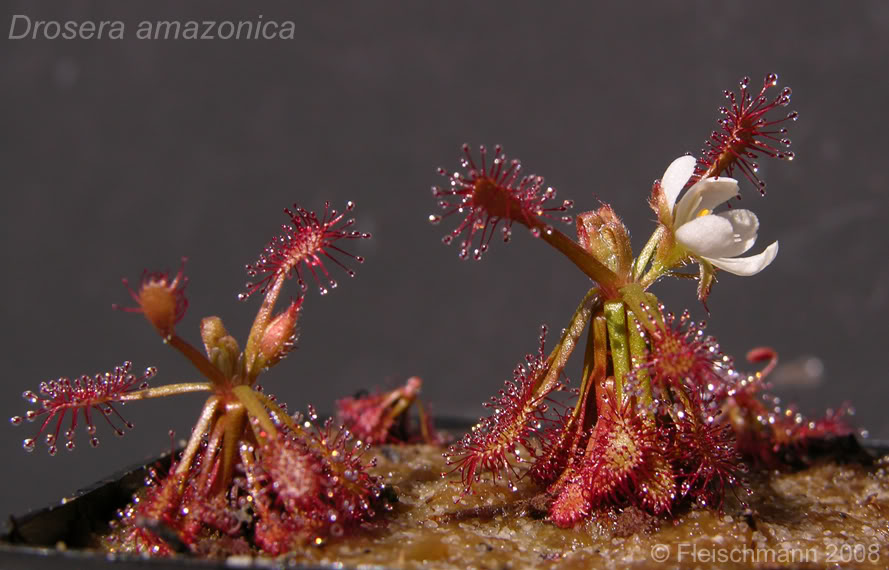 Nova espécie: Drosera amazonica Damazonica_02