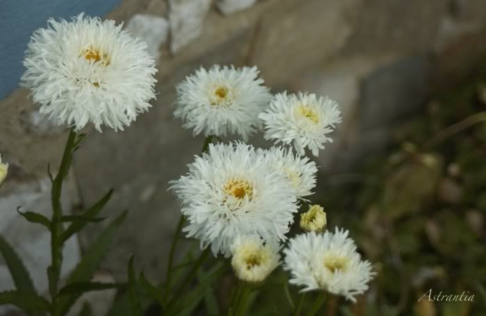 Marguerites DSC_2171_2-border-1