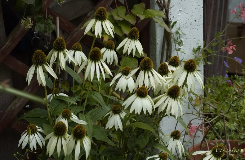 Echinacea DSC_9516-border