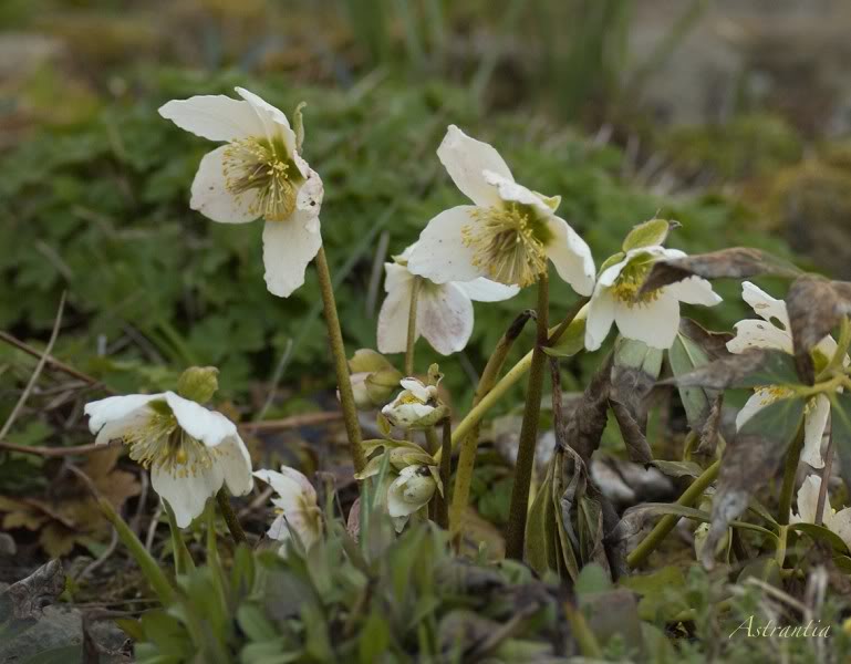 Hellebore Hellebore-border